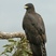 Black Eagle